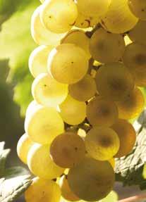 The main white grape varieties Amigne Arvine ( Petite Arvine ) Chardonnay Chasselas ( Fendant ) Humagne Blanche