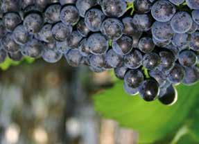 The main red grape varieties Cabernet Sauvigon Cornalin