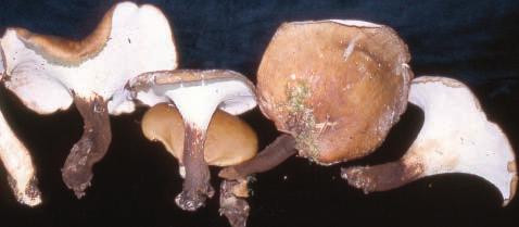 Basidiomycetes: Pored fungi (Continued) Figure 20. Fomes fomentarius Figure 21. Fomitopsis pinicola Figure 22. Ganoderma applanatum Figure 23. Gloeophyllum sepiarium Figure 24.