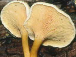 Wood Inhabiting Fungi in Alaska: Their Diversity, Roles, and Uses 24 tions.