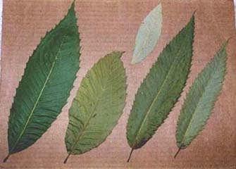 Japanese Chestnut leaves From Left: American,Chinese, European, and Japanese twigs
