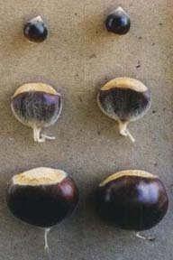 Japanese, and European chestnuts Top: Chinkapin nuts: note the