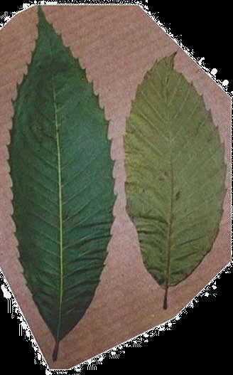 sharply Leaf is very thin and papery Chinese Leaf (right): Leaf is oval-shaped Teeth are smaller Base of leaf blade is rounded Leaf is thick and waxyfeeling Bottom View American Leaf (left):