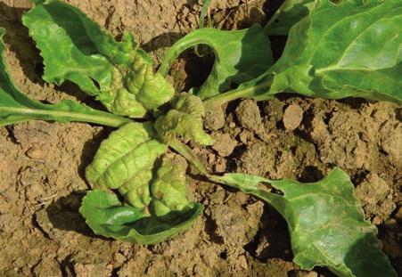 OTHER LEAF DISEASES: DOWNY MILDEW, PSEUDOMONAS & ALTERNARIA Cercospora, powdery mildew, rust & Ramularia are not the only leaf diseases able to attack sugar beet, although they clearly have the