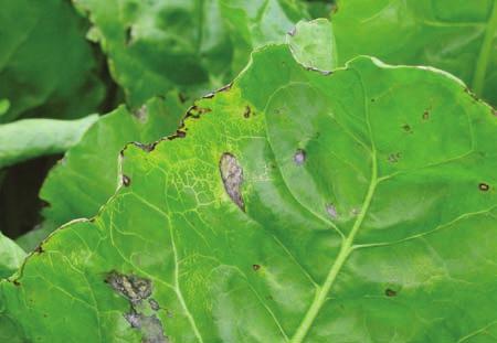 Alternaria leaf spot is one of the minor leaf diseases caused by 2 different fungi: Alternaria alternata and A. brassicae. They attack sugar beet leaves without any noticeable effect on yield.