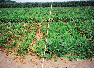 CERCOSPORA-RESISTANT VARIETIES GENETIC CONTROL, SOURCES & MECHANISM The resistance to Cercospora is quantitative and polygenic: it is controlled by several genes and the higher the number of these
