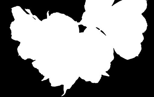 Calendula, Calla Lily, Campanula, Celosia, Cornflower, Craspedia, Crocosmia, Curly Willow, Dahlias, Delphinium, Euphorbia, Ferns, Freesia, Gladiola, Godetia, Gomphena,