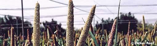 Millet Classification: Cereal Grain Family: Poaceae Genus Species: Panicum miliaceum (proso millet) Millets include pearl millet, finger millet, proso