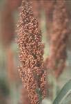 Sorghum (Milo) Classification: Cereal Grain Family: Poaceae Genus Species: Sorghum bicolor History: Origin believed Ethiopia; Grown in Egypt 2200 B.C.; Staple in Africa and India.