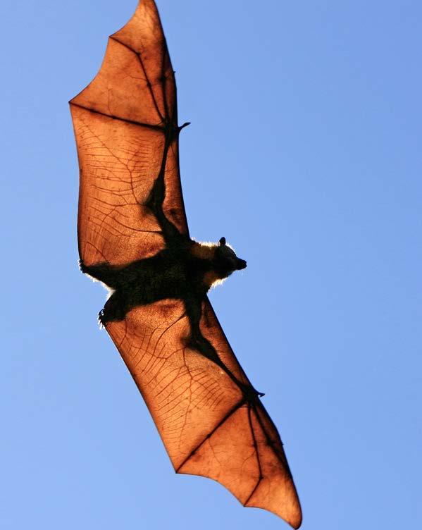 tortillas Once close to extinction, flying foxes are no longer hunted as food.