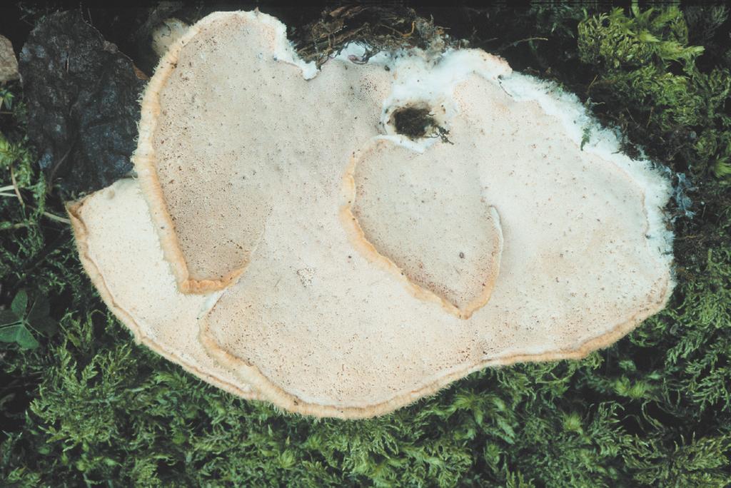 Niemelä. Fig. 9. , specimen Niemelä 6407 & Dai. Pore surface. Photo T.