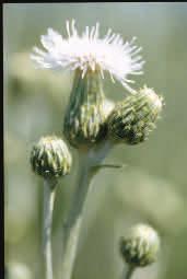 Poisoning: Canada thistle has been reported to accumulate toxic levels of nitrates.