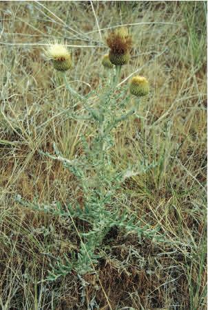 Pla e Thistle Cirsium canescens Nu. Na ve Common Name: Pla e thistle (prairie thistle) Life Span: Perennial Origin: Na ve Flowering Dates: May-July Reproduc on: Seeds Height: 1.3-2.6.