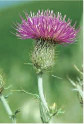 Uses and Values: Flodman thistle has no forage value for ca le or wildlife. Horses occasionally eat the flowers.