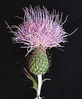 dry sandy or gravelly soils in pastures, rangeland, roadsides, and open disturbed areas. Uses and Values: The spines make yellowspine thistle unpalatable to livestock.