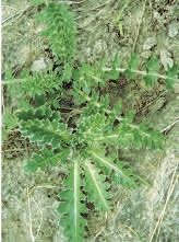 Uses and Values: Plumeless thistle is an important plant for bu erflies.