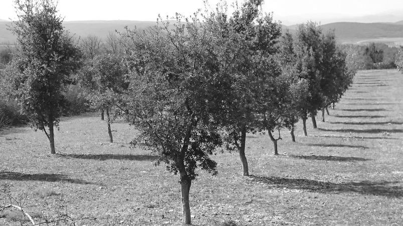 Operating mode You buy or offer one or several truffle trees from the 2016 Vintage located in the Gard region (695 per tree+ delivery costs).