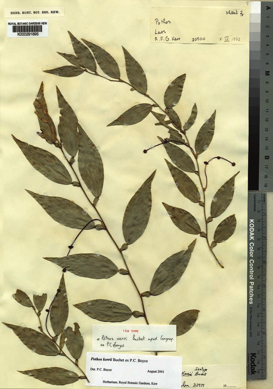 Figure 2. Pothos kerrii. Kew isotype shows small spadix with a long stipitate. 10. Peduncle 1.5 5.0 cm long; spathe lanceolate, 2.5 10.0 1 4 cm; spadix sessile. P. lancifolius Peduncle 10 19 cm long; spathe triangular, 6 9 1.