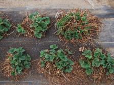 Earliglow Honeoye Jewel Kent L'Amour Mesabi Ovation Wendy 800 High ph soil-   Winter damage: cultivar