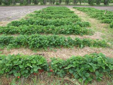 Overhead irrigation for frost protection Raspberries Two types of