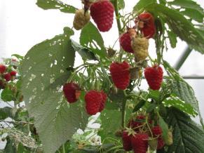 raspberries 60 2011-12 2012-13 2013-14 50 Blackberry winter