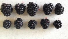 Blackberry fruit size in 2014 Free standing HT Field Prime Ark 7.0 a 6.3 a Natchez 6.8 ab 5.0 ab Ouachita 6.