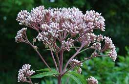 Pale pink to lilac flowers appear first. Forms clumps. Needs lots of moisture. Hardy with protection. Darmera peltata. 4932 Darmera, each $4.