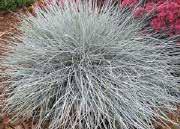 Intense powder-blue colour, throughout the summer. Hardy with protection. Festuca glauca Beyond Blue. 4630 Festuca Beyond Blue each $6.99 GARDEN FERN Make nice contrast plants in flowers beds.