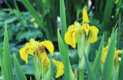 About 60 to 90 cm (24 to 36 ) high. 4462 Variegated Iris each $4.99 DWARF IRIS Bearded Iris, drought and heat tolerant, very hardy. About 30 cm (12 ) high. Best in full sun. Price: $8.