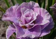 69 4821 Little Plum rosy purple, touched with orange Any order of seeds, bulbs, roots, or supplies is postpaid when the total value exceeds $60.00.