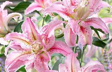 19 each SPECIAL: Buy 3 or more Trumpet Lilies above and pay only $3.89 each Buy 6 or more and pay only $3.59 each ASIATIC LILIES Upward-facing blooms on tall plants. Good for cutting.