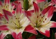 purple-pink 4288 Red Twin double orange-red fragrant Price: $3.99 each SPECIAL: Buy 3 or more Asiatic Lilies above and pay only $3.69 each Buy 6 or more and pay only $3.