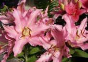 99 each Lily Specisoum Rubrum DOUBLE ORIENTAL LILIES Large, intensely fragrant blooms with double or even triple petals. Late summer bloomer. Pollen free.