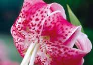 tutone, with pink freckles. Price: $5.49 each 4927 Collection one each of above 5 lilies, separately labelled. Separate value $27.45. All 5 bulbs $24.