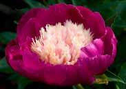 99 each PEONY RINGS 40 cm (16 ) diameter wire hoop with 3 supports to keep peonies upright. 5109 Peony Ring each $8.49 GARDEN PHLOX Exciting new selections of this popular perennial.