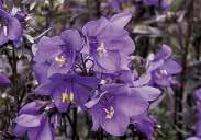 Polemonium Bressingham Purple Potentilla Poppy Orientale Rose Carefree Spirit Polianthes the Pearl PERUVIAN DAFFODIL This very exotic plant bears white fragrant flowers with long curved petals and a