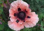 99 POPPY This variety should be in every perennial garden. With flowers up to 12 cm (5 ) across. Hardy and reliable. Blooms from June to early August. Suitable for sun or partial shade.