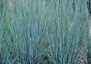 99 SCHIZACHYRIUM About 90 cm (36 ) tall this native clumping grass produces silver blue foliage that turns to burgundy then red. Beige seed heads. Drought tolerant. Hardy with protection.