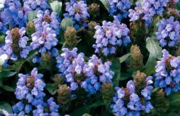 Extra winter protection essential. Prunella grandiflora Freelander Blue 4830 Prunella each $4.