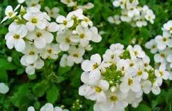 Plants may be sheared in August to produce a second flowering. Pkt. (75 seeds) $2.50, 500 seeds $5.95 508 White Clouds Hybrid. 15 cm (6 ) high. Pure white flowers on compact, tidy plants.