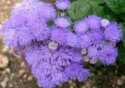 Full sun is best for darkest colour; but does well in light shade. Tolerates heat well. Start indoors in February. 502 Purple Knight.