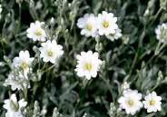95 CERASTIUM (Snow-in-summer) This garden creeper produces silvery grey foliage with small white flowers. Although it prefers full sun, it is easy to grow in most soils, with a minimum of moisture.
