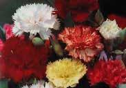 Pkt. (75 seeds) $1.50 535 Frosted Queen Mix. A colourful blend of picotees and bicolours. Flower petals look frosted. About 90 cm (36 ) high, great for flowerbeds and borders. Pkt. (75 seeds) $2.