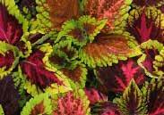 Coleus Kong Mosaic Coleus Versa Crimson Gold Cleome Rose Queen Columbine Blue & White Coleus Kong Lime Sprite COLLINSIA An annual, about 60 cm (24 ) high, with whorled leaves, and bell-shaped