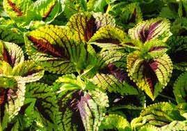 Huge blistered leaves patterned with green, red and cream. About 45 to 55 cm (18 to 22 ) tall. Best in full shade. Pkt. (10 seeds) $3.95 6282 Kong Lime Sprite.
