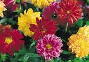 Perennial in milder climates; best treated as annual on the Prairies. Packet contains a mix of cherry and purple. Pkt. (20 seeds) $3.95 682 Chinensis Double Mixed.