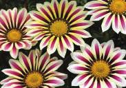 Start indoors for bloom the first year. 710 Mixed. Broad petals in yellow, mahogany, and bicolour shades. Pkt. (200 seeds) $2.