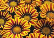 silvery green leaves 6978 Kiss Yellow Flame - yellow petals flamed red Pkt. (20 seeds) $2.95 BIG KISS SERIES. Extra large blooms up to 11 cm (4.5 ) across, held high above bushy plants.