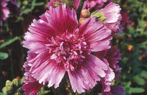 7013 Summer Showers Mixed Colors 7012 Summer Showers Burgundy Pkt. (10 seeds) $6.50 MINT CHOCOLATE GERANIUMS. Chocolatecoloured leaves develop a mint-green edge as they mature.
