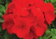 About 40 to 45 cm (16 to 18 ) high with bright scarlet red blooms. Early, free flowering, and base branching. Pkt. (10 seeds) $2.95, 100 seeds $21.95 7039 Black Magic (Velvet) Rose.